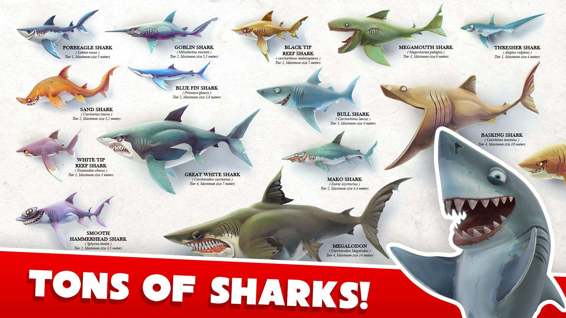 鼠鲨血厚,咬力是s级鲨鱼中最强的,但是速度和爆发就不怎么样了