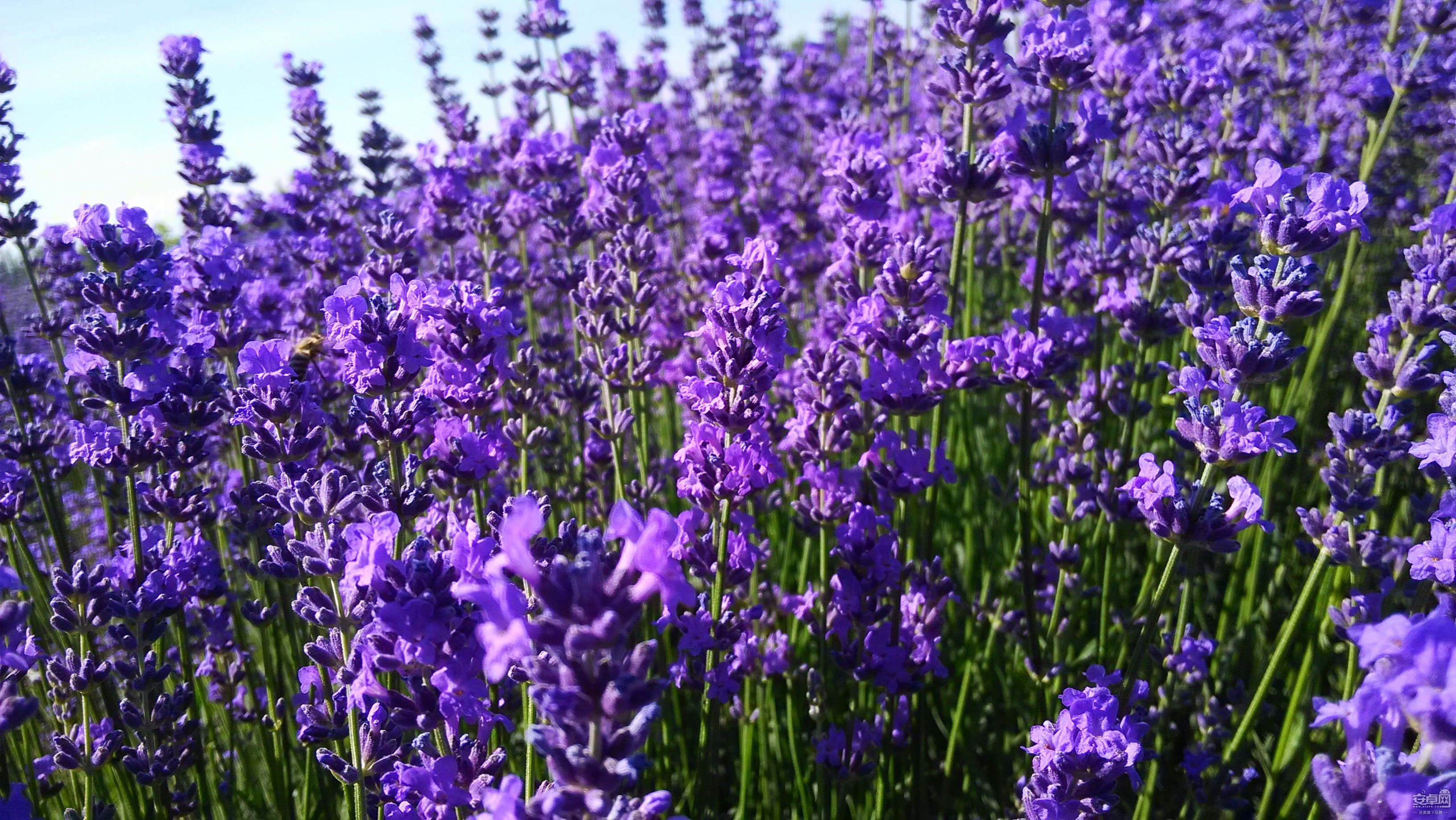 小米2s随心拍新疆伊犁的紫色薰衣草花海