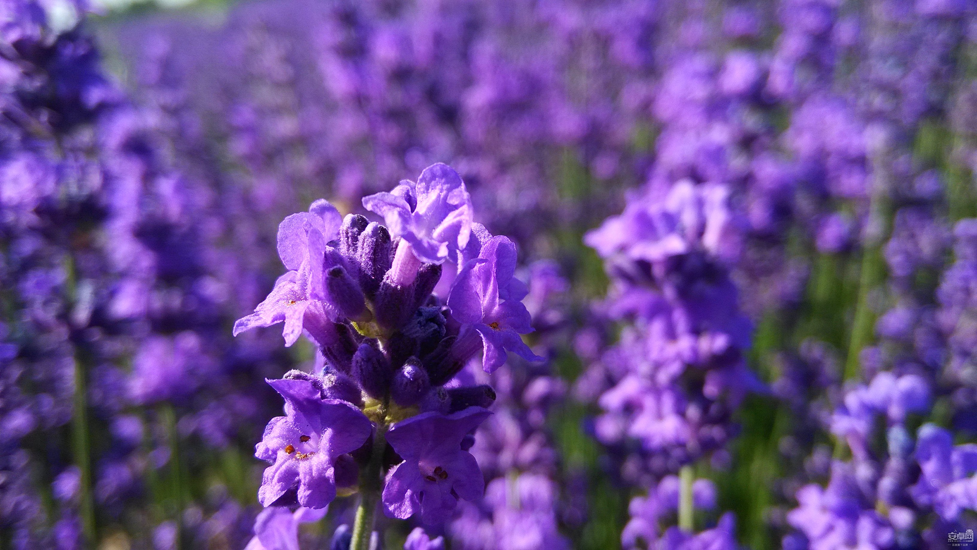 小米2s随心拍新疆伊犁的紫色薰衣草花海